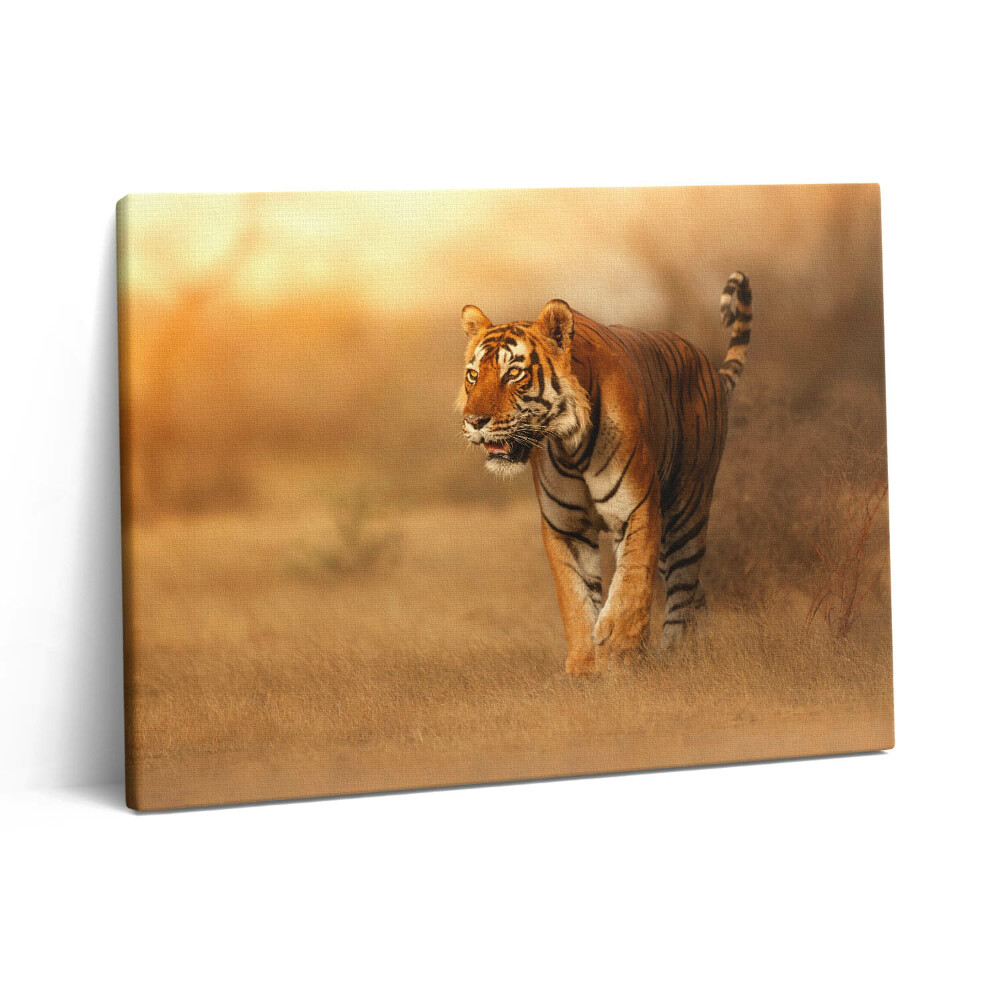 Obraz canvas 80x60 cm Divoký tygr na lovu