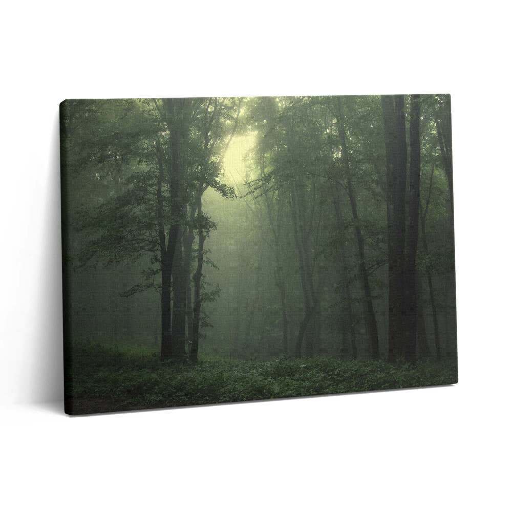 Obraz na plátně 80x60 cm Mlžný les po ránu