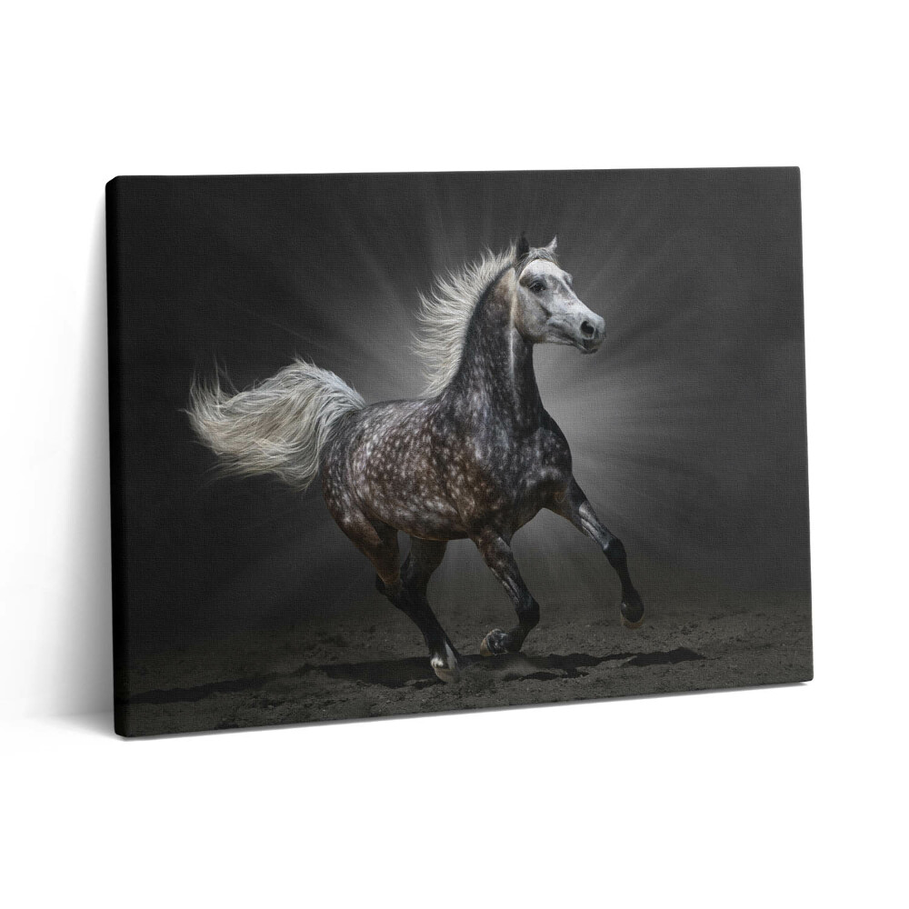 Obraz z fotografie na plátně 80x60 cm Cválající kůň