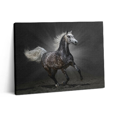 Obraz z fotografie na plátně 80x60 cm Cválající kůň