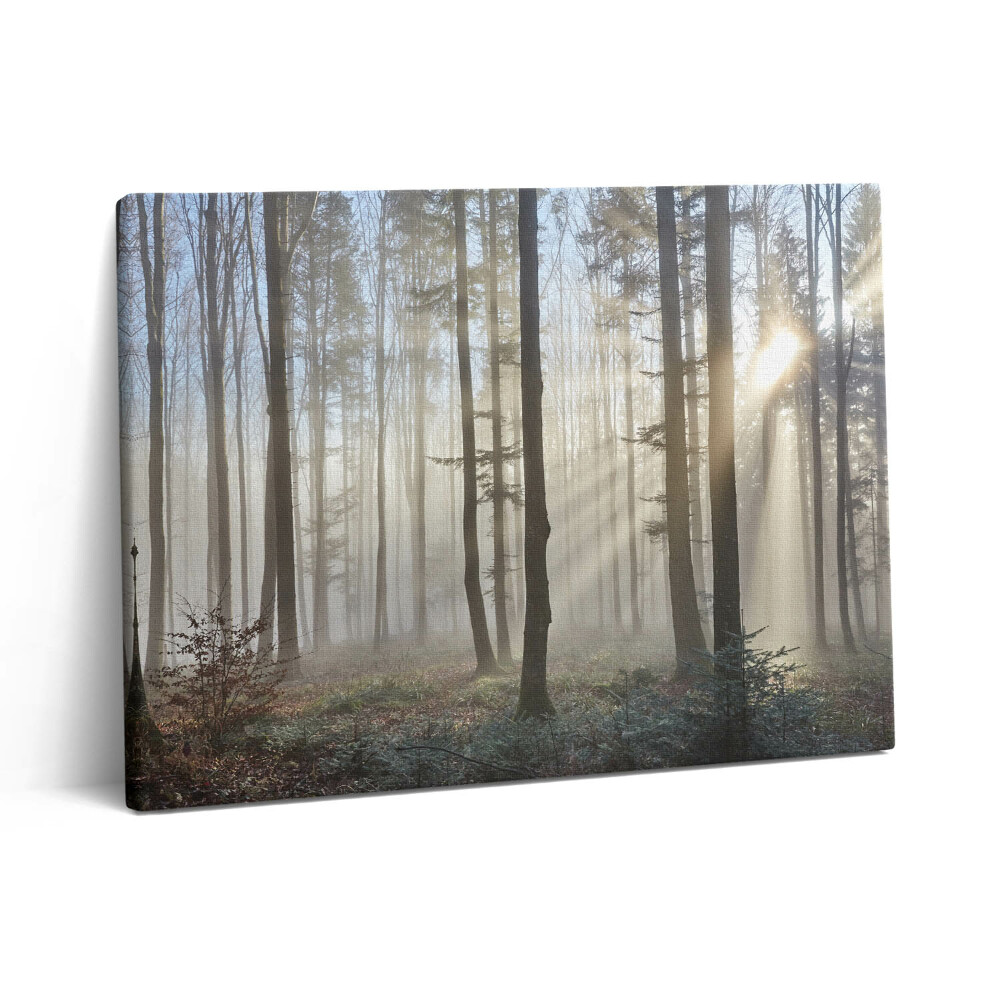 Obraz z fotografie na plátně 80x60 cm Les v mlze