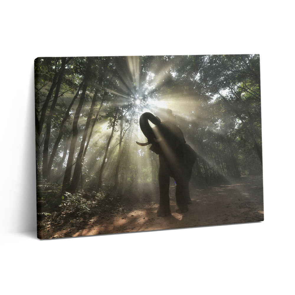 Obraz z fotografie na plátně 80x60 cm Slon v džungli