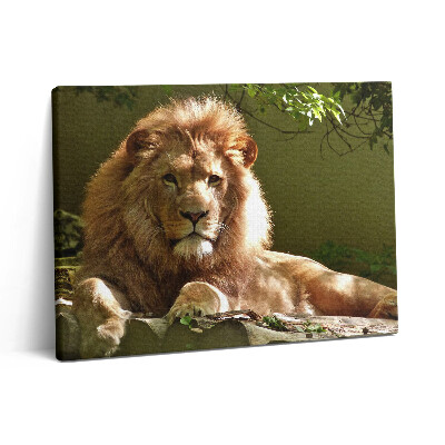 Obraz z fotografie na plátně 80x60 cm Portrét divokého lva