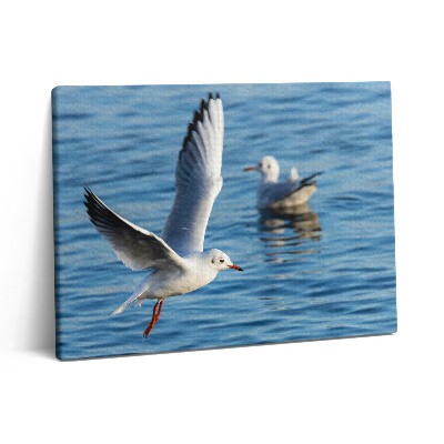Obraz na plátně 80x60 cm Racci v Gdyni