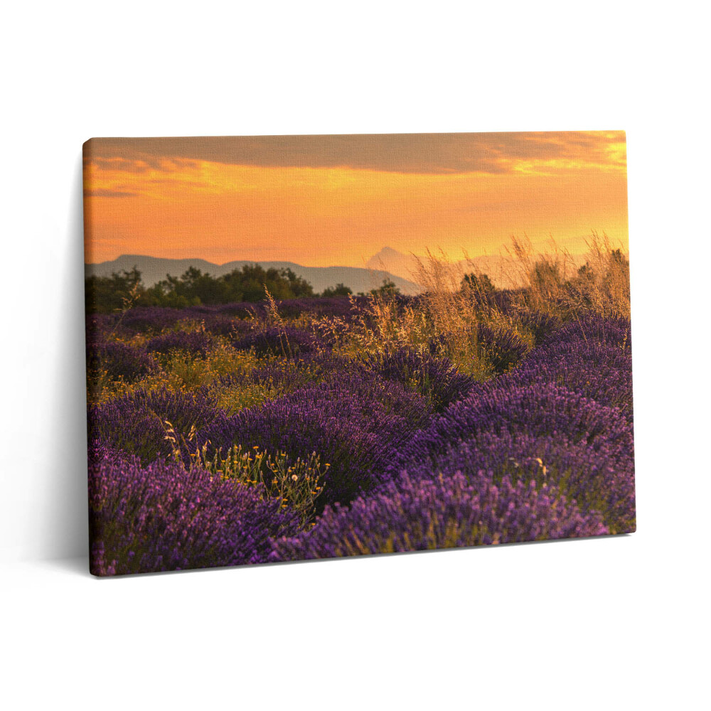 Obraz na plátně 80x60 cm Levandulová louka Provence Francie
