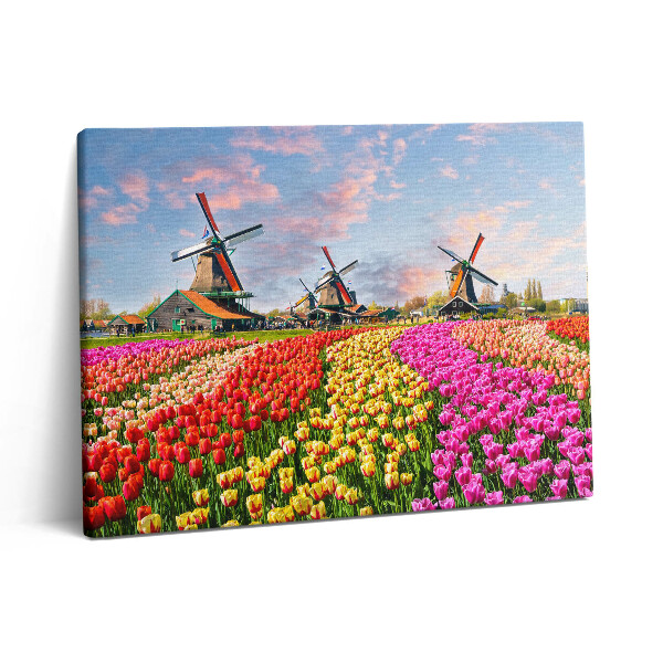 Obraz z fotografie na plátně 80x60 cm Krajina s tulipány Nizozemsko