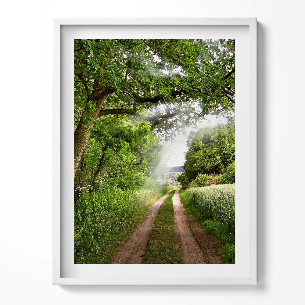 Obraz v rámu Cesta, stromy a sluneční paprsky