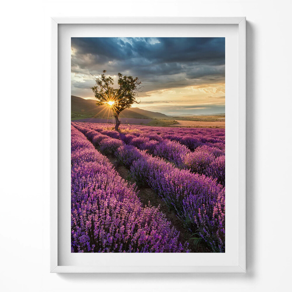 Obraz v rámu Krajina levandulového pole