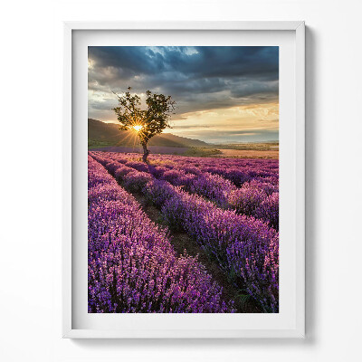 Obraz v rámu Krajina levandulového pole