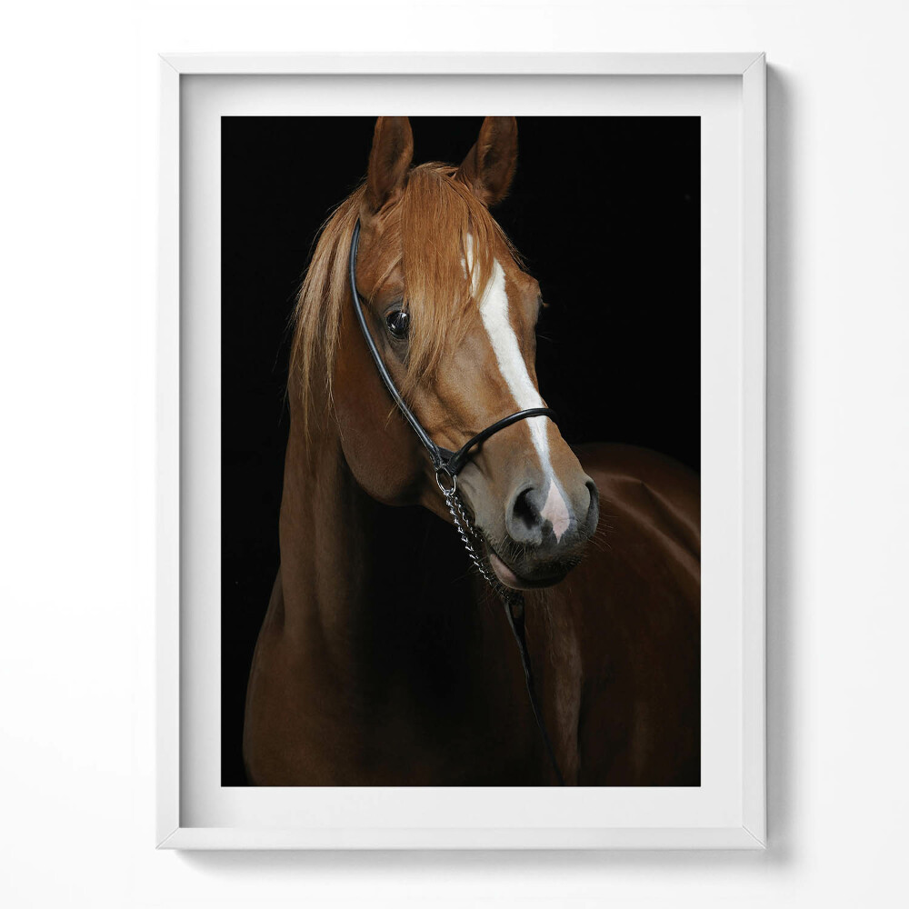 Obraz v rámu Hnědý kůň