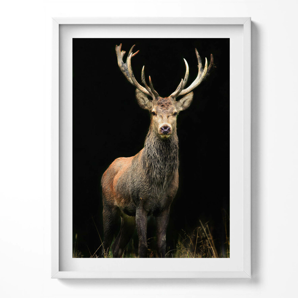 Obraz v rámu Jelen na černém pozadí