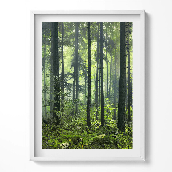 Obraz v rámu Krajina stromů a lesní vegetace