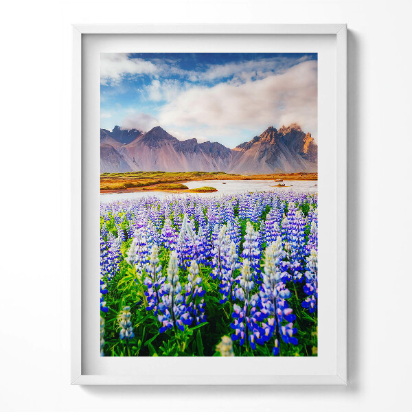 Obraz v rámu Kouzelné květy lupiny