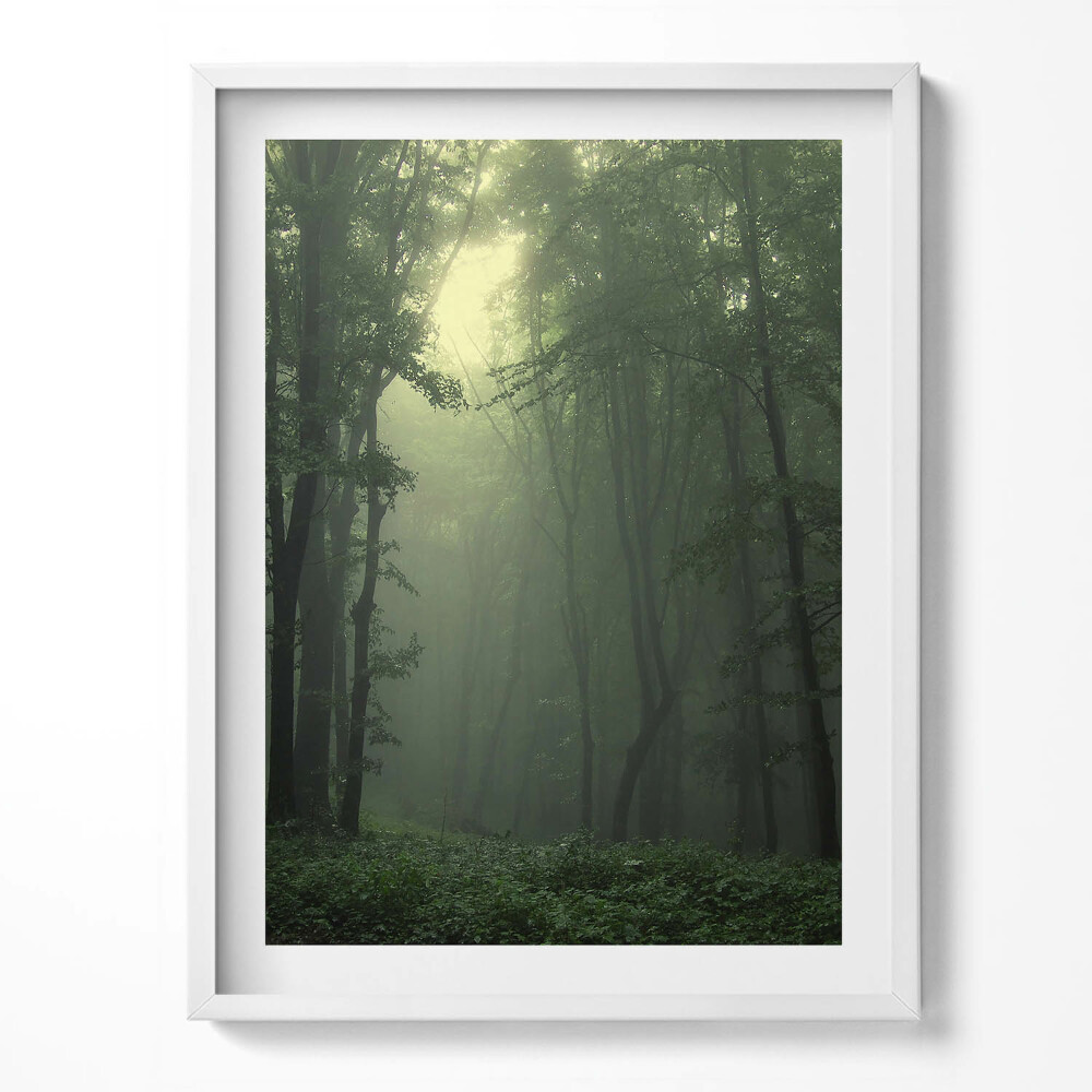 Obraz v rámu Mlžný les ráno