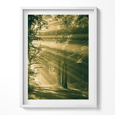 Obraz v rámu Sluneční paprsky v lese