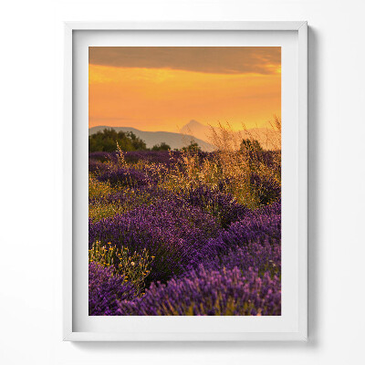 Obraz v rámu Levandulová louka Provence Francie