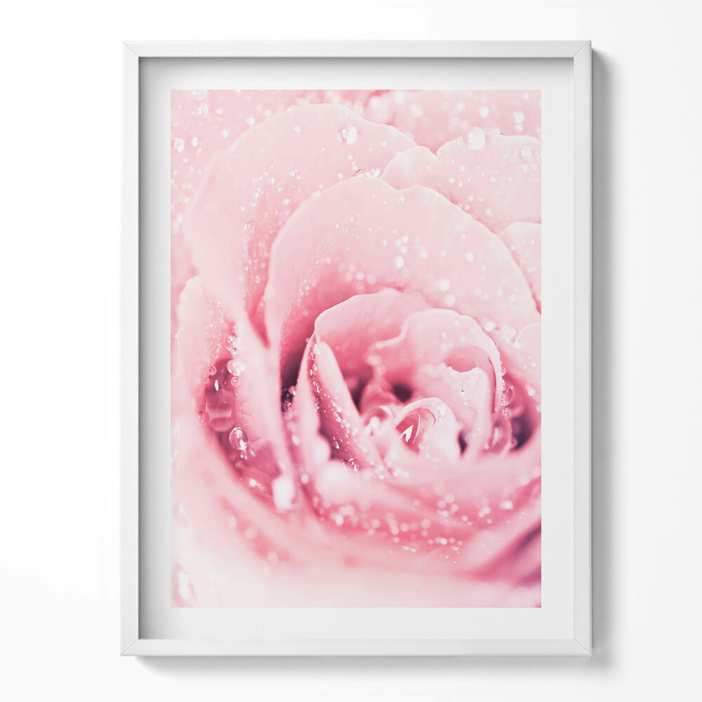 Obraz v rámu Růžový jemný květ