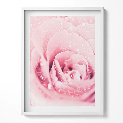 Obraz v rámu Růžový jemný květ