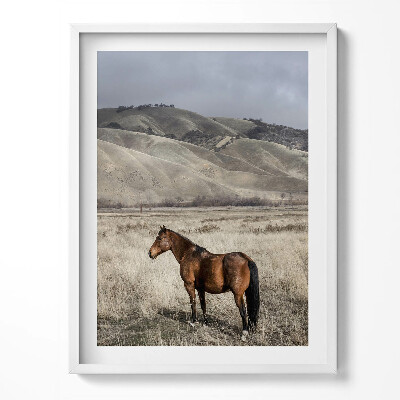 Obraz v rámu Oře mezi trávou