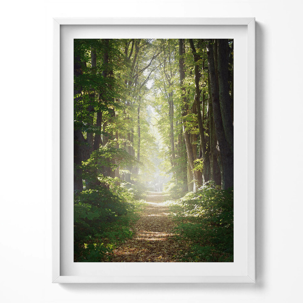 Obraz v rámu Lesní cesta mezi stromy
