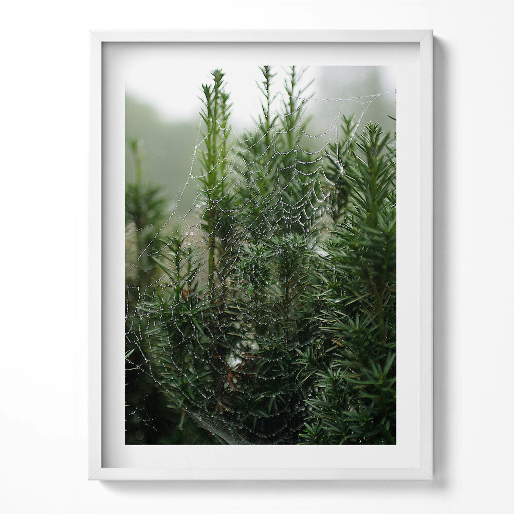 Obraz v rámu Pavučina s rosou na stromě
