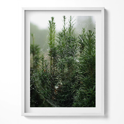 Obraz v rámu Pavučina s rosou na stromě