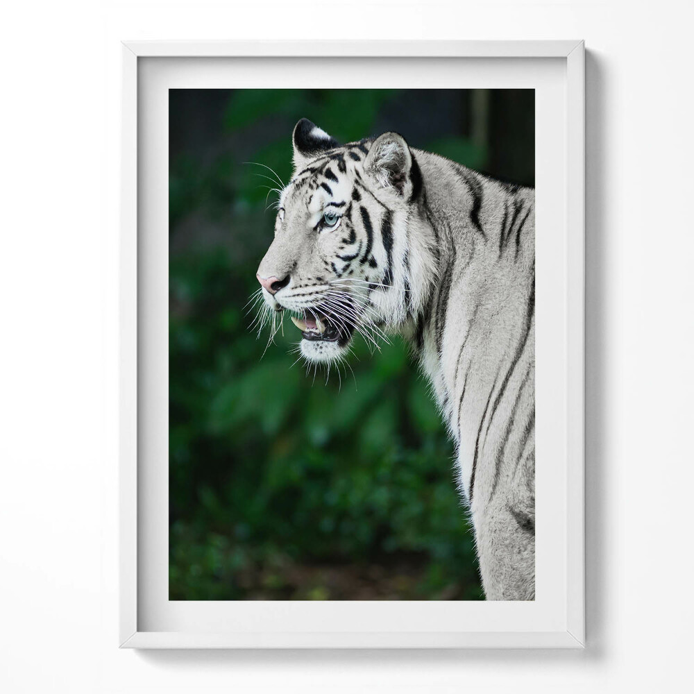 Obraz v rámu Bílý tygr v džungli