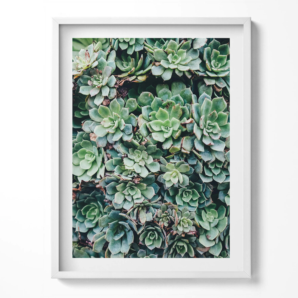 Obraz v rámu Zelené sukulentní rostliny