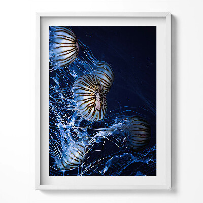 Obraz v rámu Modré medúzy ve vodě