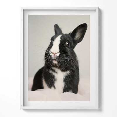 Obraz v rámu Černobílý roztomilý králík