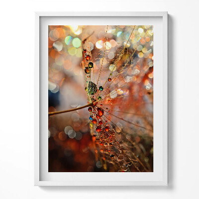 Obraz v rámu Pampeliška a rosa