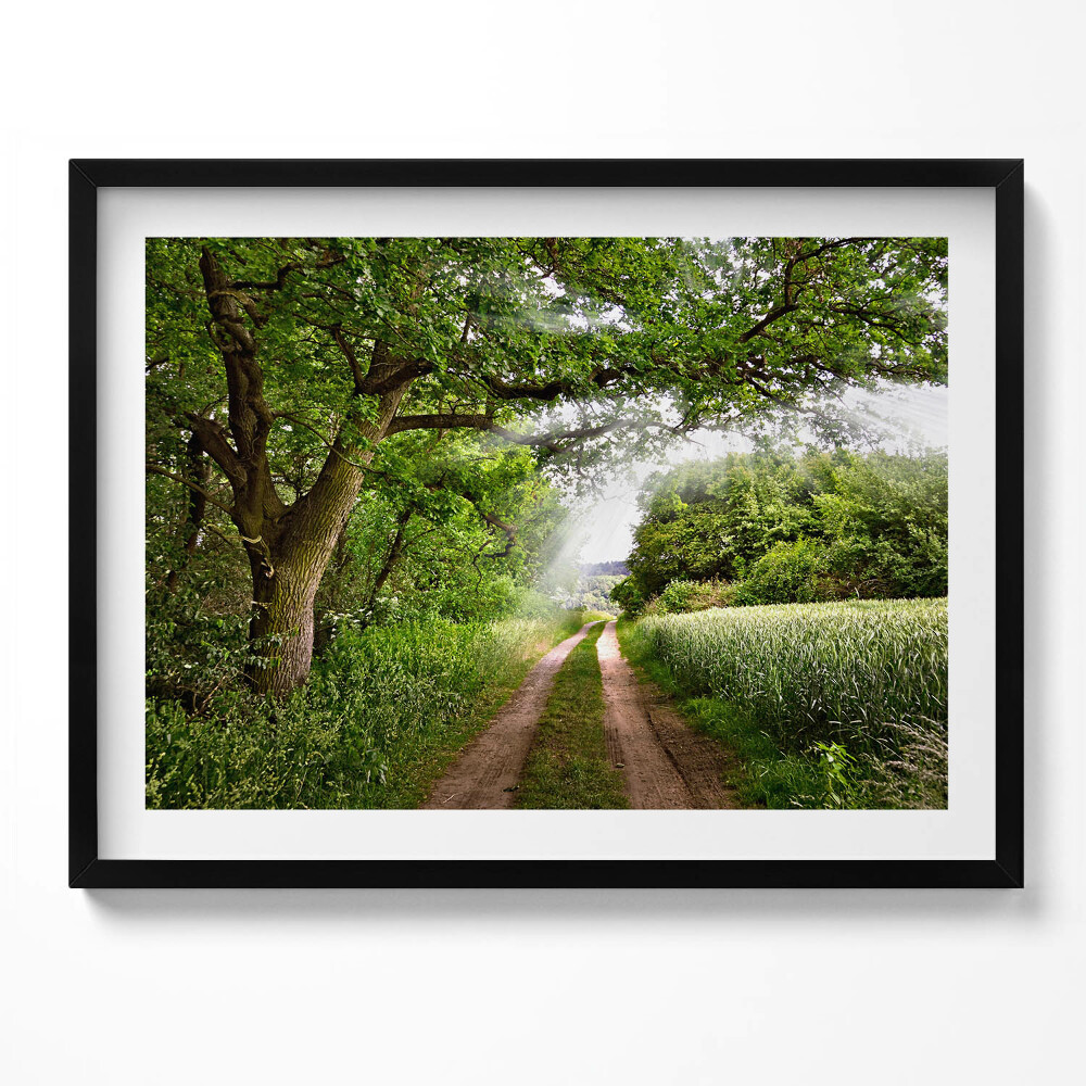 Obraz s rámem Cesta, stromy a sluneční paprsky