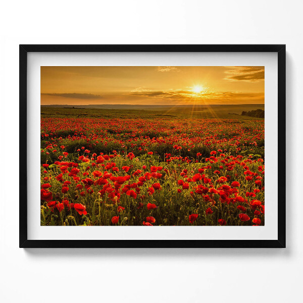 Obraz s rámem Krajina louky květů máku