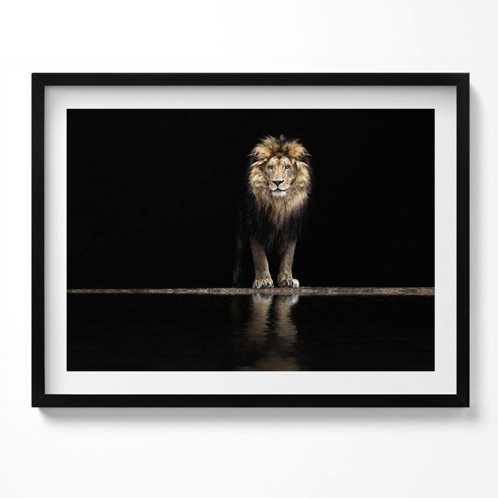 Obraz s rámem Osamělé divoké zvíře lev