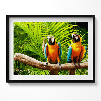 Obraz s rámem Dva barevné papoušky ara v džungli