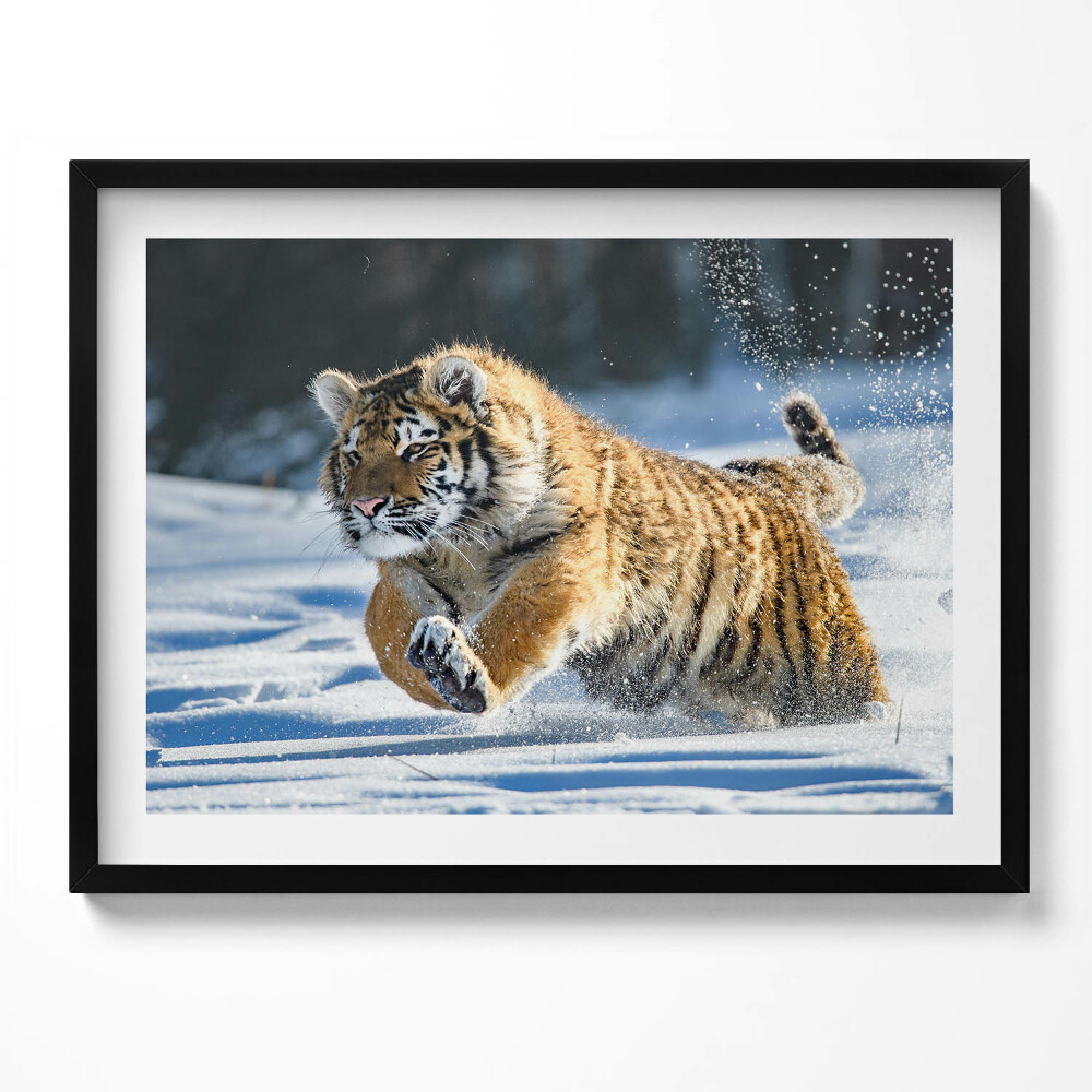 Obraz s rámem Nadýchaný tygr ve sněhu