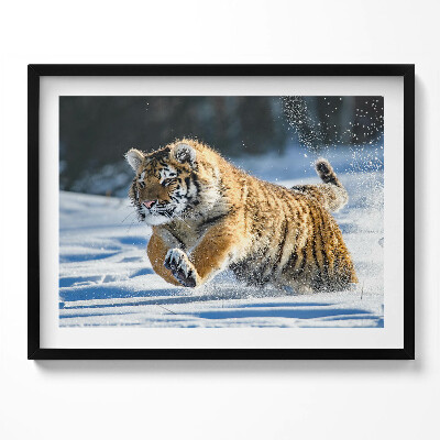 Obraz s rámem Nadýchaný tygr ve sněhu