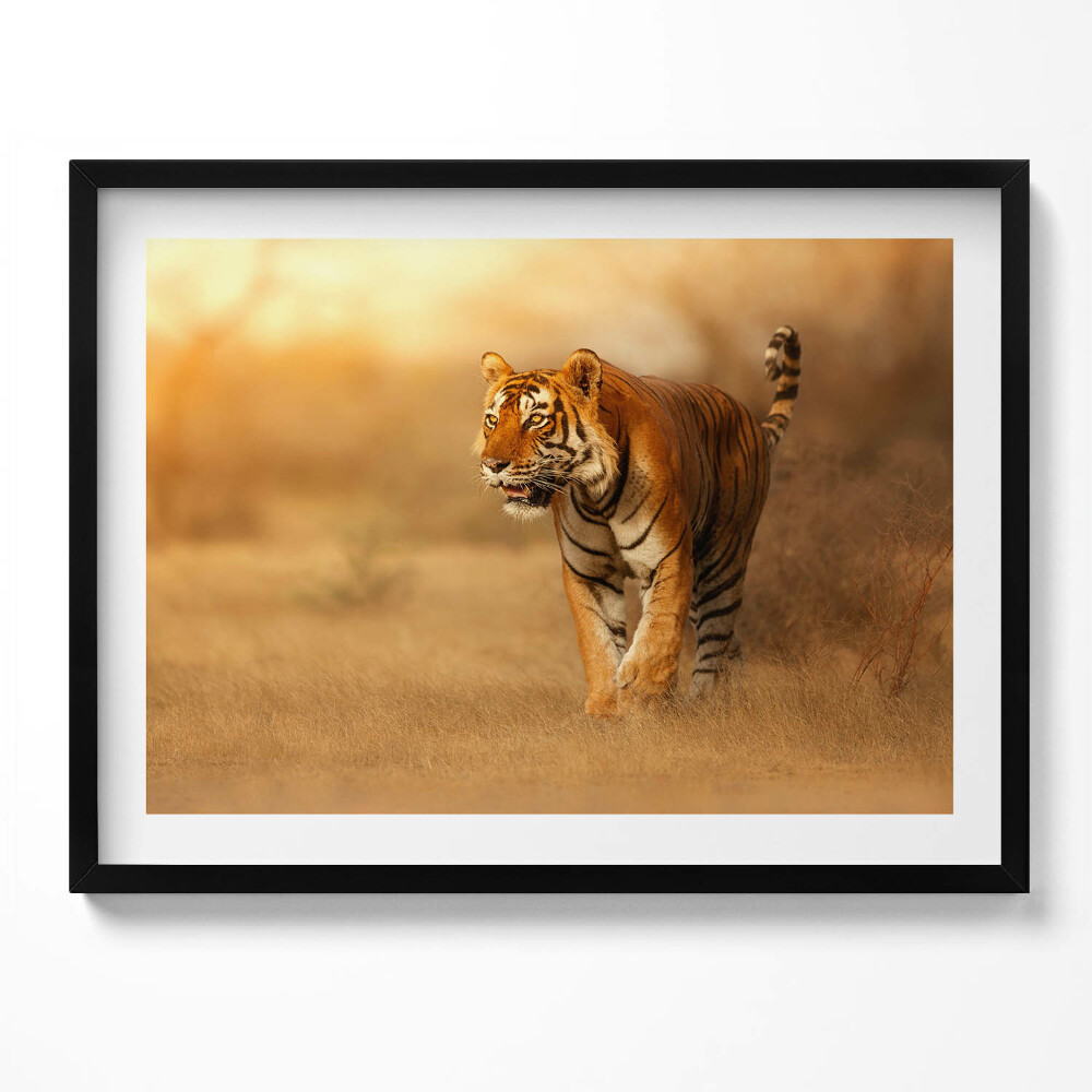 Obraz s rámem Divoký tygr na lovu
