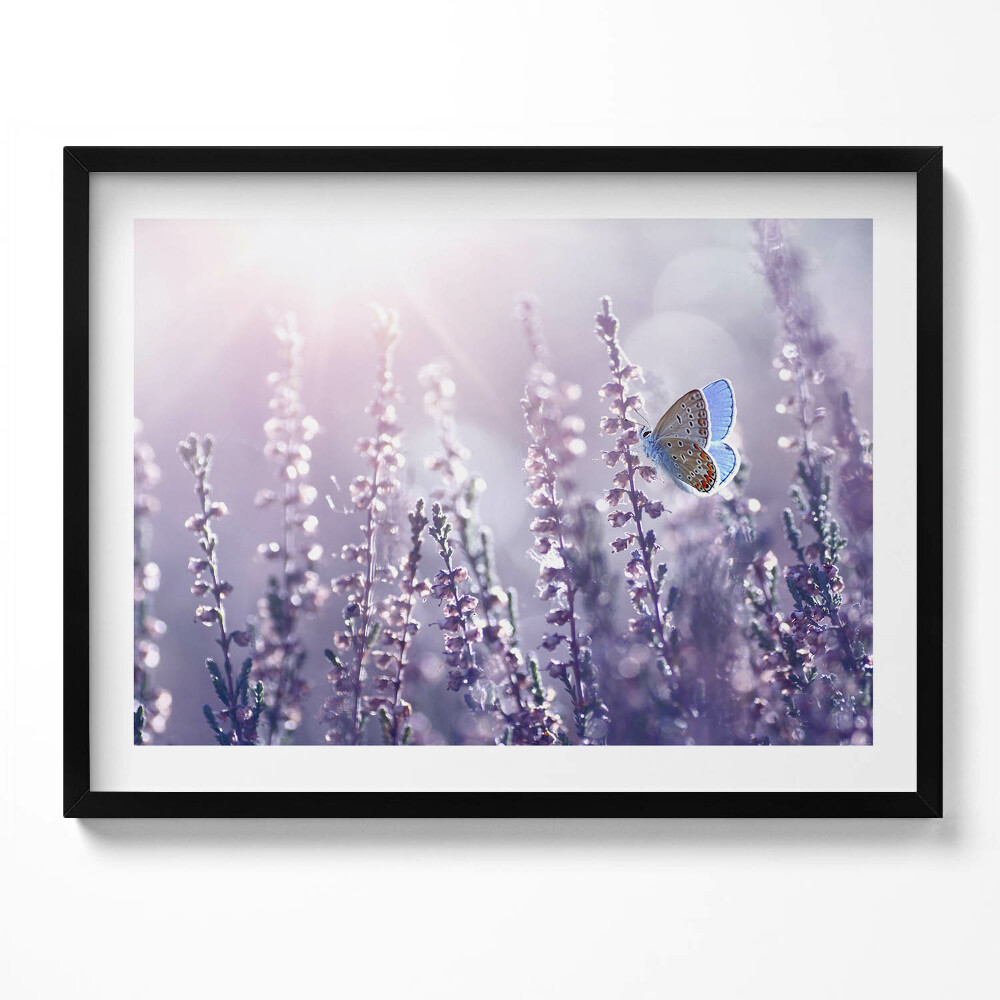 Obraz s rámem Motýl na divokých květinách