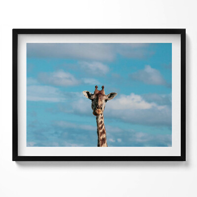 Obraz s rámem Hlava žirafy proti obloze