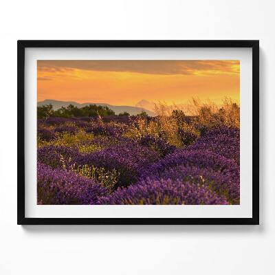 Obraz s rámem Levandulová louka Provence Francie