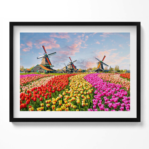 Obraz s rámem Krajina s tulipány Nizozemsko