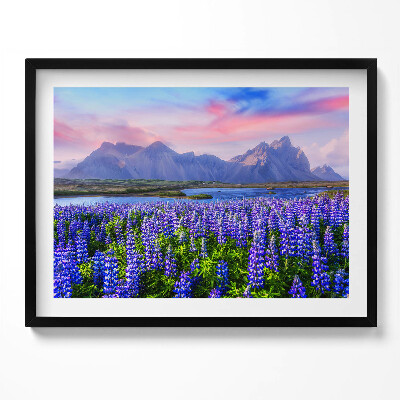 Obraz s rámem Levandulová pole - Island