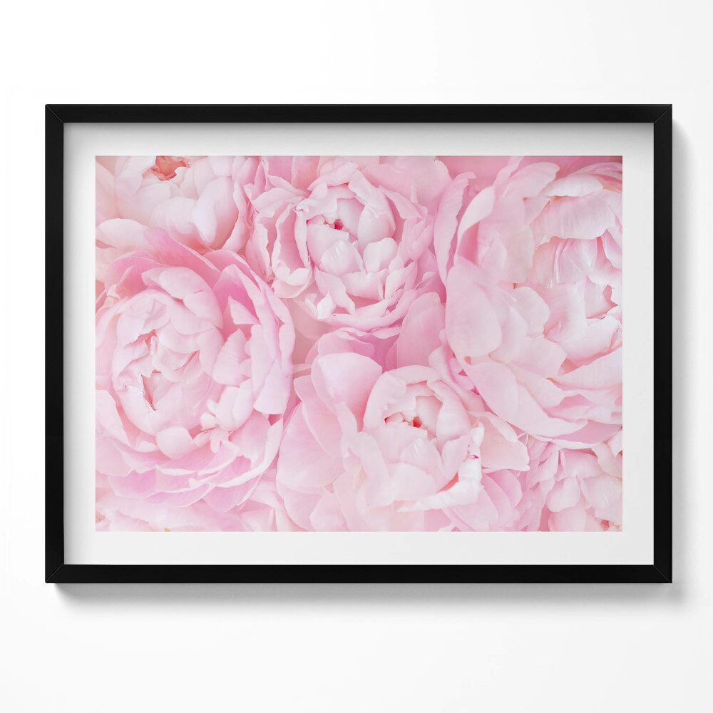 Obraz s rámem Jemné pivoňky