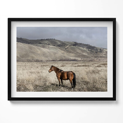 Obraz s rámem Oře mezi trávou