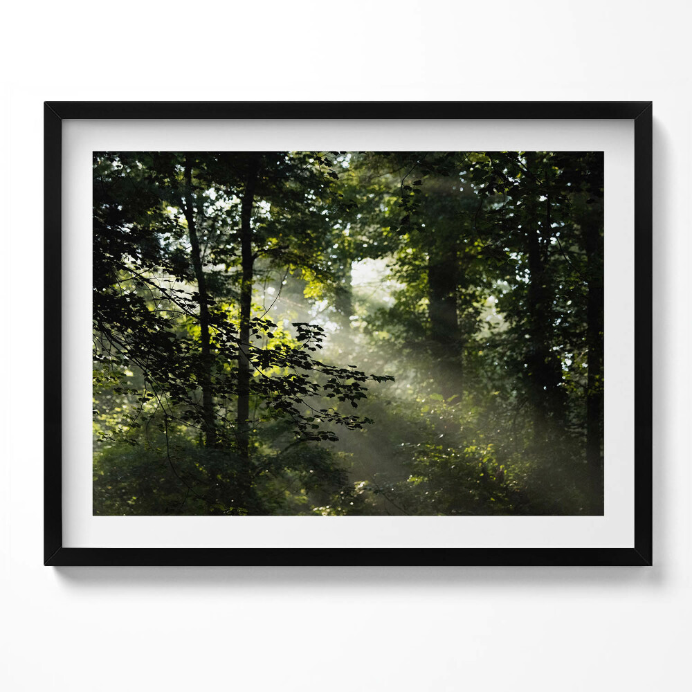 Obraz s rámem Sluneční paprsky a stromy