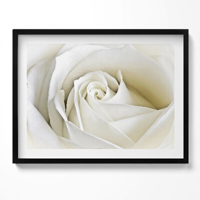 Obraz s rámem Jemné bílé okvětní lístky růží