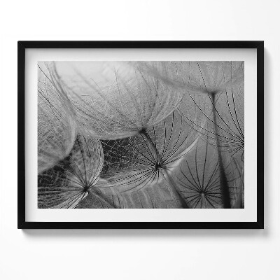 Obraz s rámem Černobílý detail pampelišky