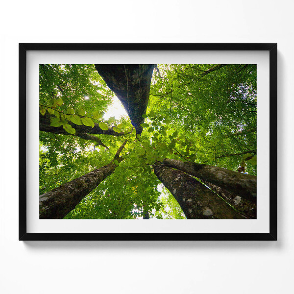 Obraz s rámem Zelené listnaté stromy