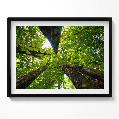 Obraz s rámem Zelené listnaté stromy